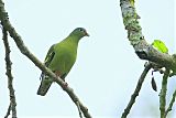 Thick-billed Green-Pigeon